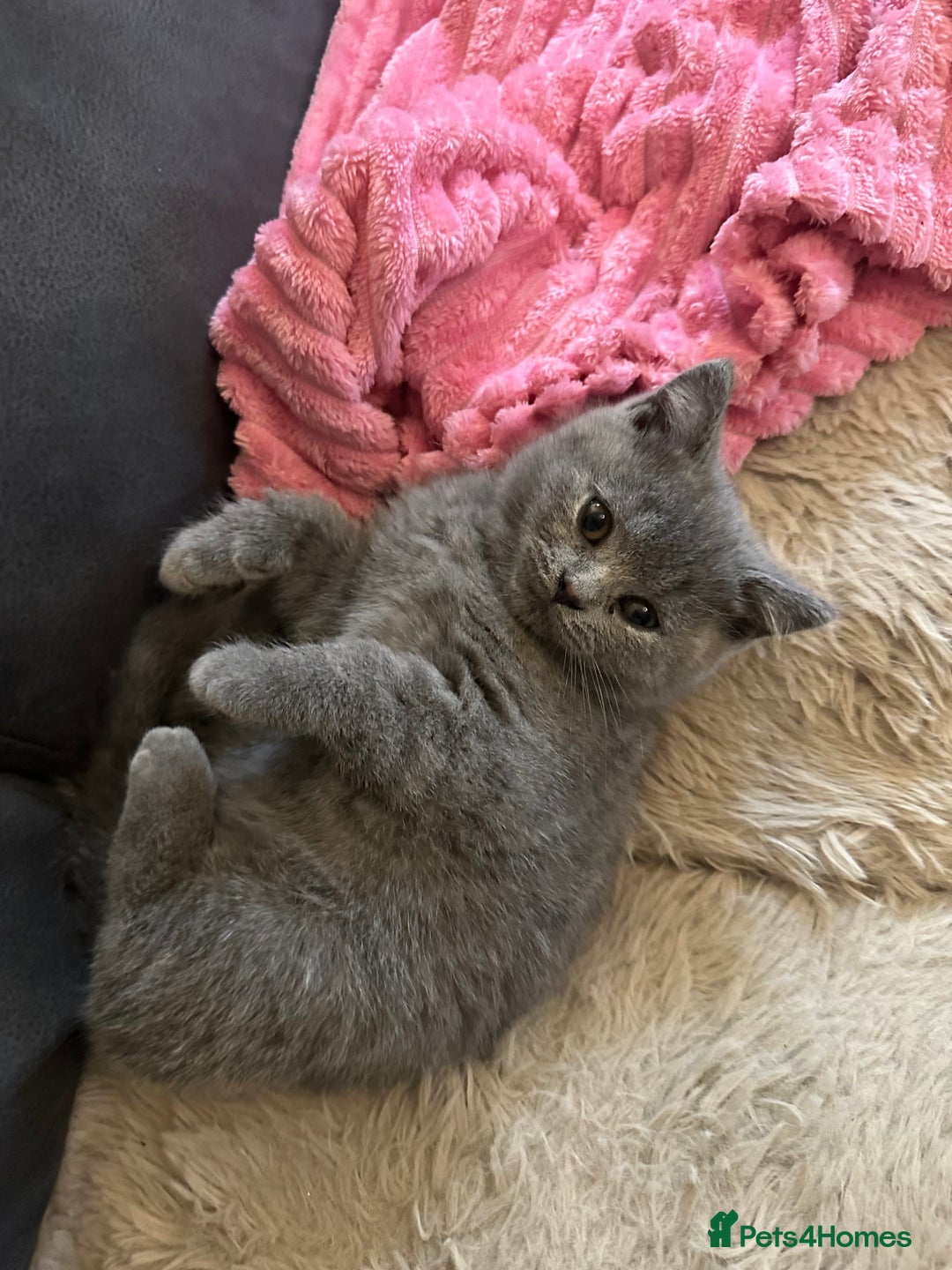 British Shorthair cats for sale: BEAUTIFUL BABY BLUE KITTENS  - Image 10