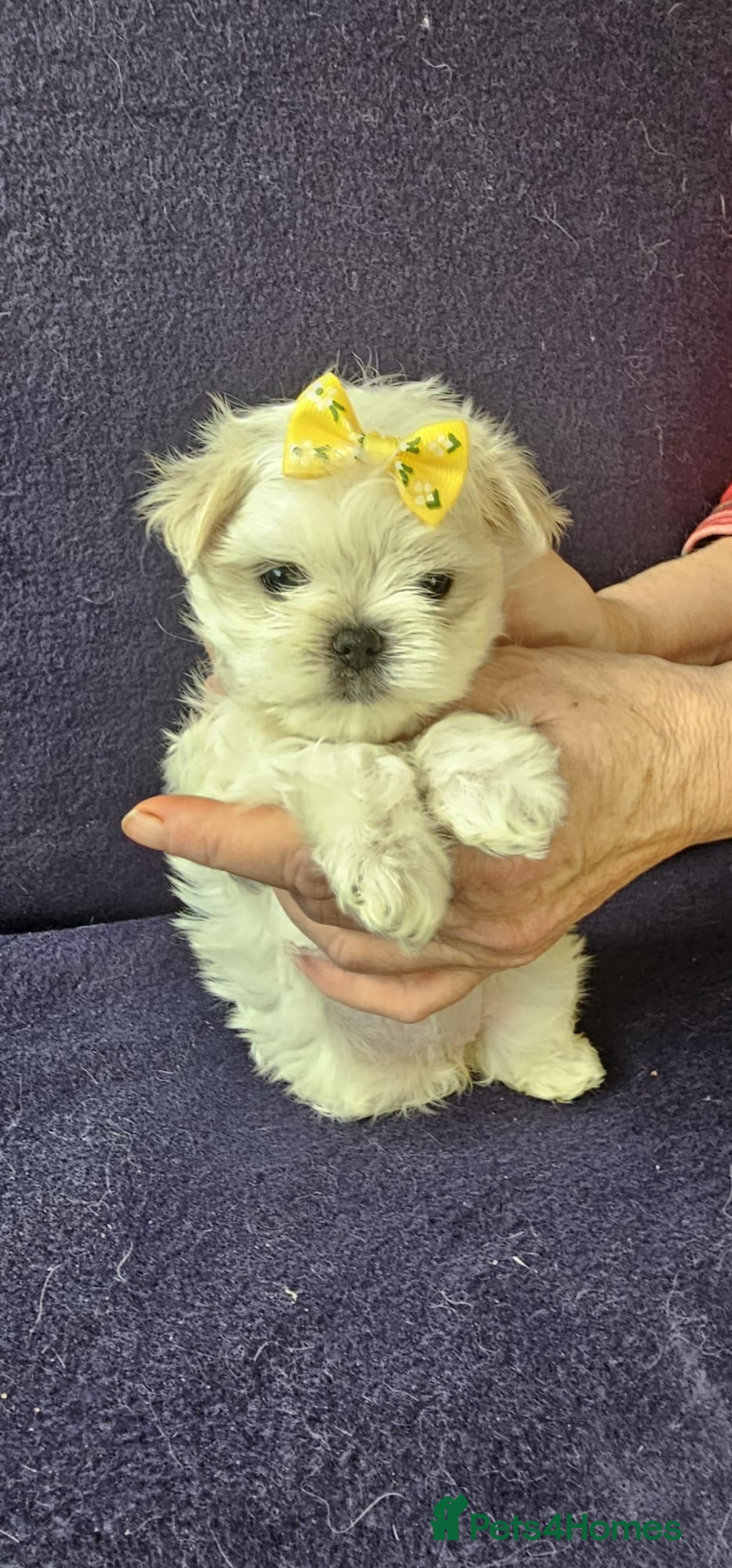 Maltese dogs for sale: Mini Maltese  - Advert 2