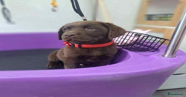 Labrador Retriever dogs - Advert 2