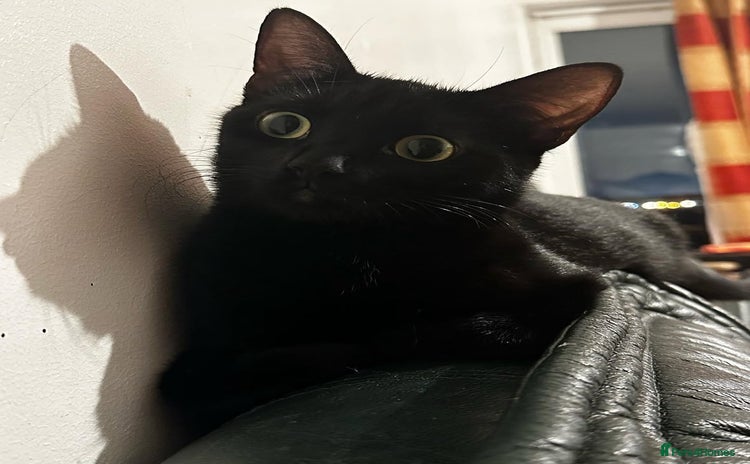 Bombay cats - Advert 1