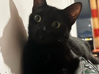 Bombay cats - Advert 8