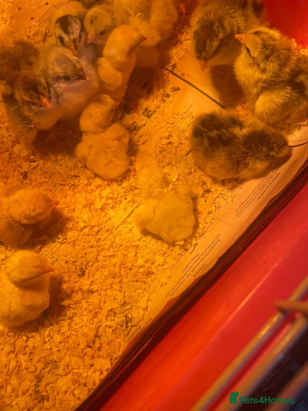 Chickens poultry for sale: Day old chicks - Advert 2