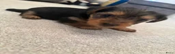 Yorkshire Terrier dogs for sale: Yorkshire Terrier  in Colchester - Advert 6