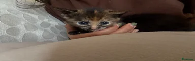 Burmeise cat 