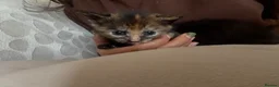 Burmese cats for sale: Kittens in Enfield - Advert 2