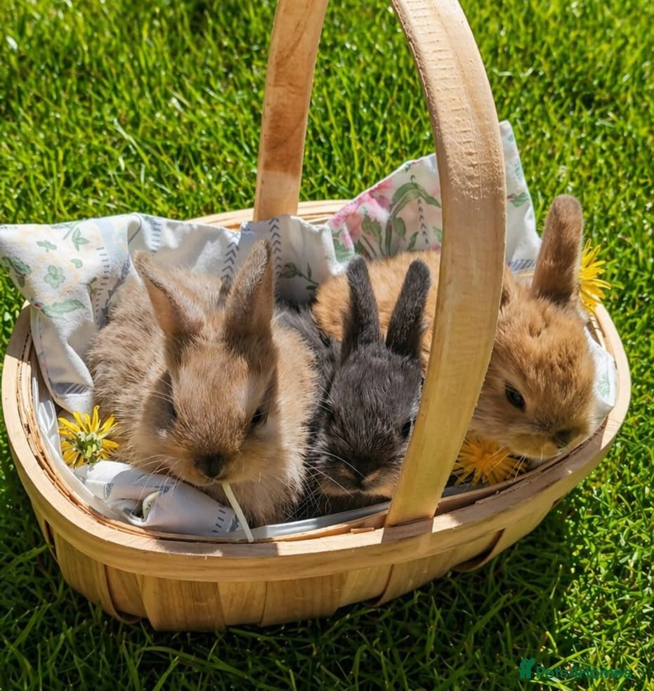 Mixed Breed rabbits  Rabbit Kits – Netherland Dwarf × Holland - Advert 17