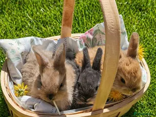 Mixed Breed rabbits Rabbit Kits – Netherland Dwarf × Holland - Advert 10