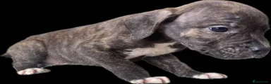 Mixed Breed Puppy 4