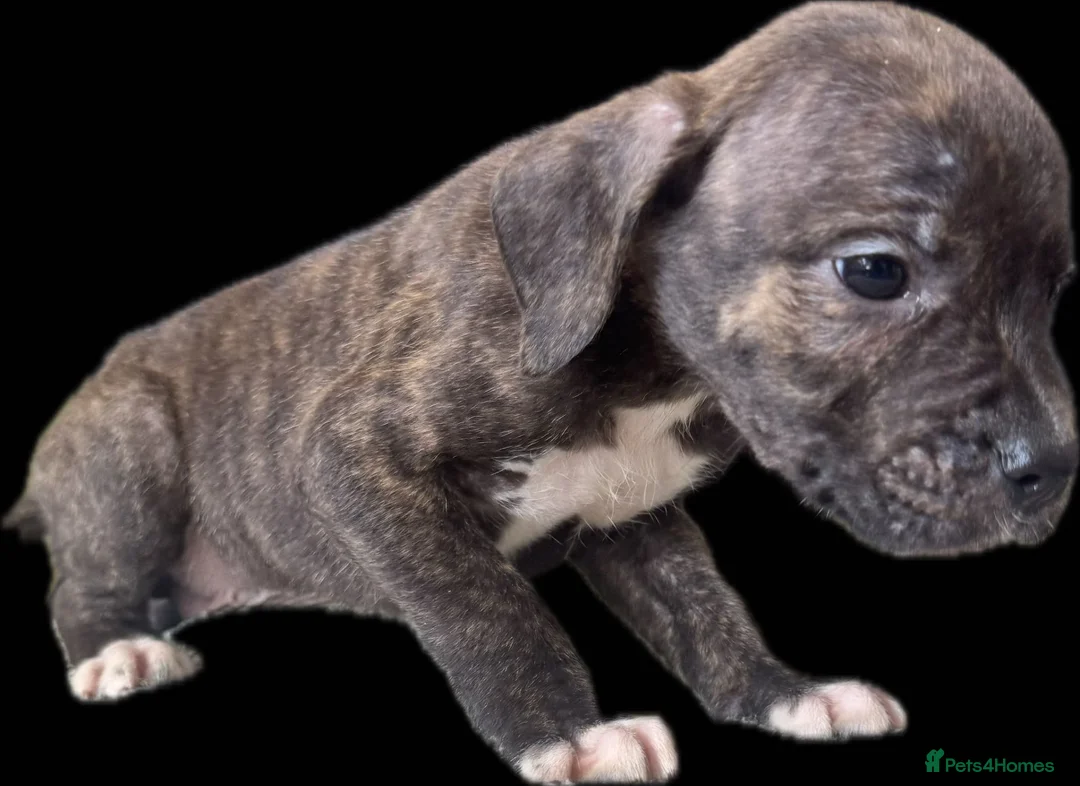 Mixed Breed dogs for sale: Staff x American bulldog puppies ready to leave - Advert 2