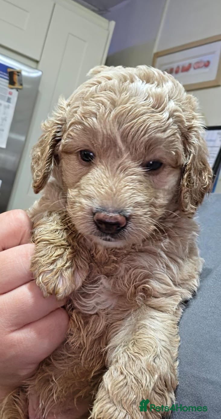 Australian Labradoodle dogs Miniature Australian labradoodles - Advert 1