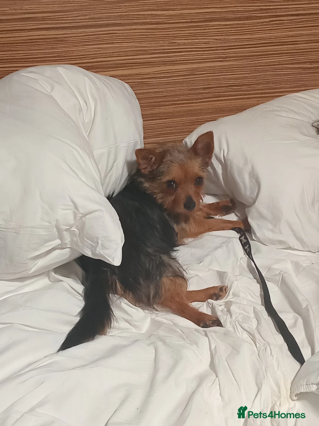 Chorkie dogs for sale: Beautiful cholkie girl  in Peterborough - Advert 2