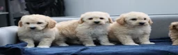 Cavapoochon dogs for sale: Cavapochon puppies for sale - Advert 26