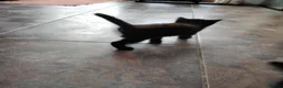 Mixed Breed cats for sale: Beautiful playful kittens  - Advert 8