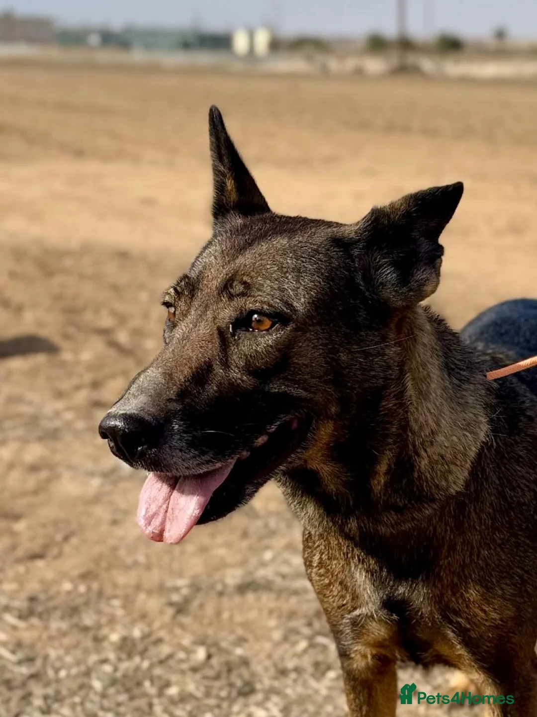 Mixed Breed dogs for adoption: Mimi is searching for her forever family - Advert 3