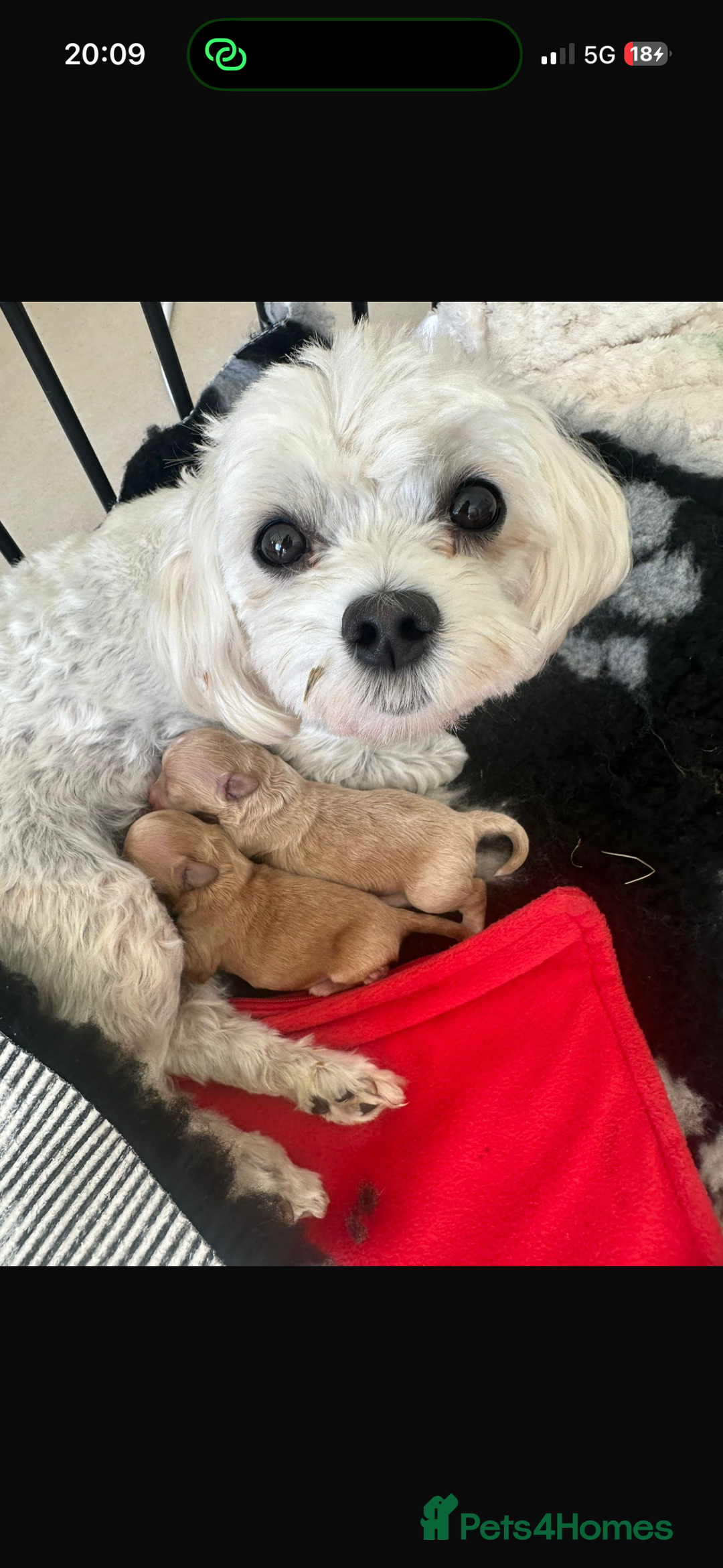 Maltipoo dogs for sale: Gorgeous F1 Maltipoo boy  - Image 9