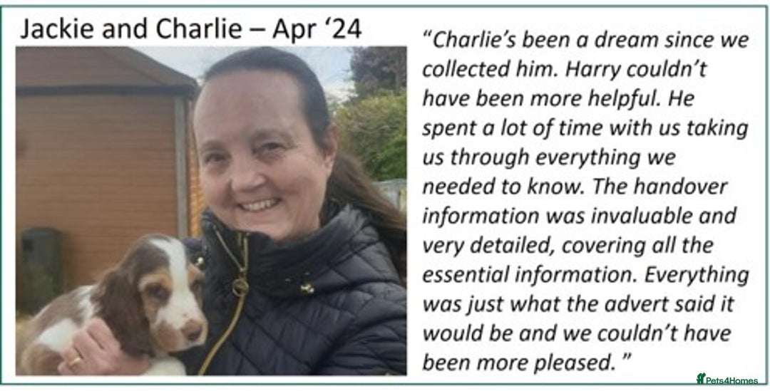 Cocker Spaniel dogs for sale: Stunning Show Cockers. Health Tested/KC Registered - Advert 22