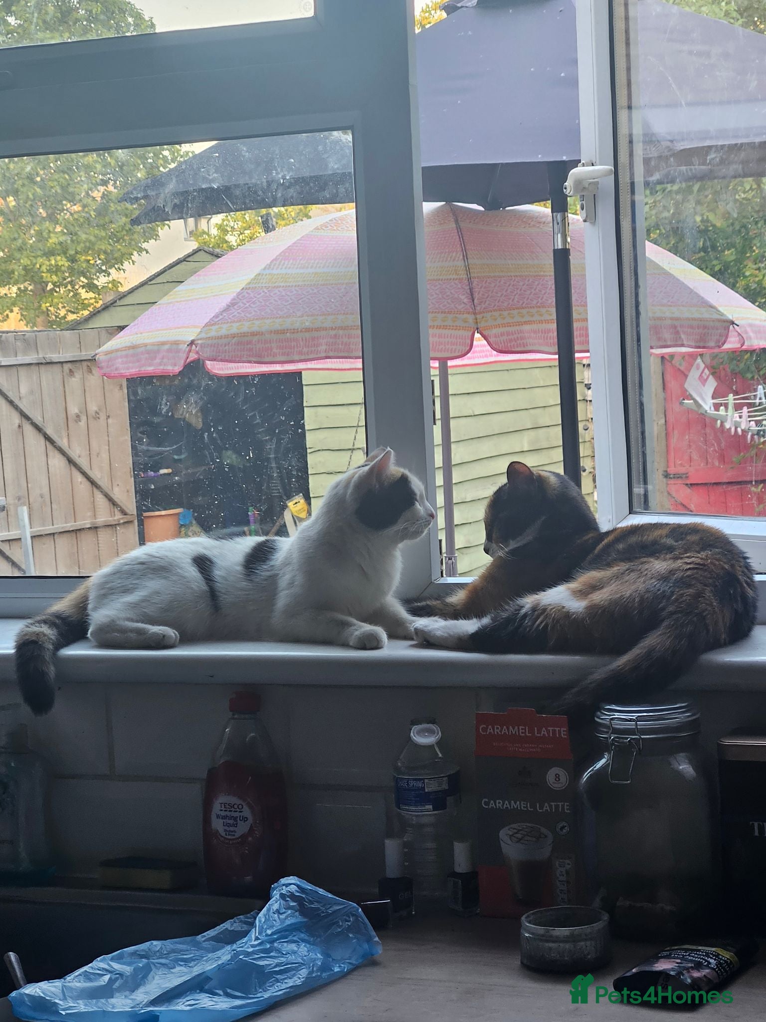 Mixed Breed cats 2 sisters a year old free - Advert 2