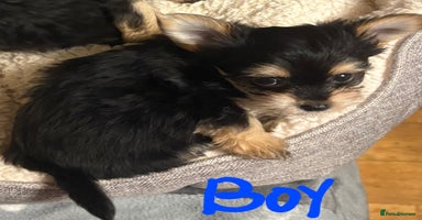 Chorkie dogs - Advert 2