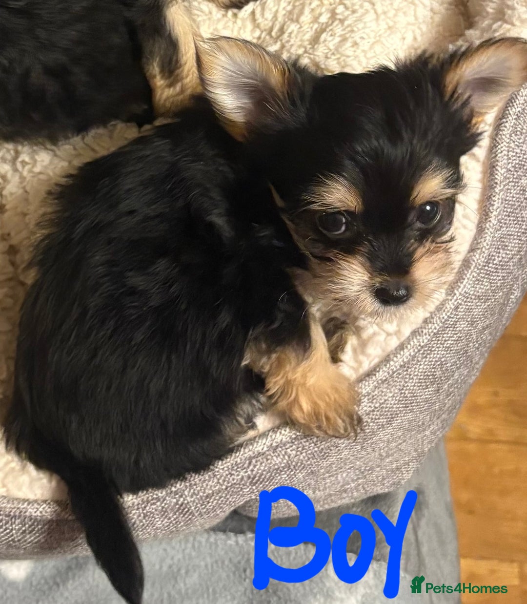 Chorkie dogs for sale: Tiny Pups for sale - Image 2