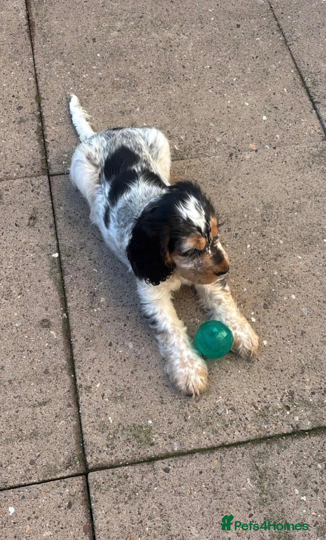 Cocker Spaniel dogs for sale: Blue Roan Sable male Cocker Spaniel (show type) - Advert 3