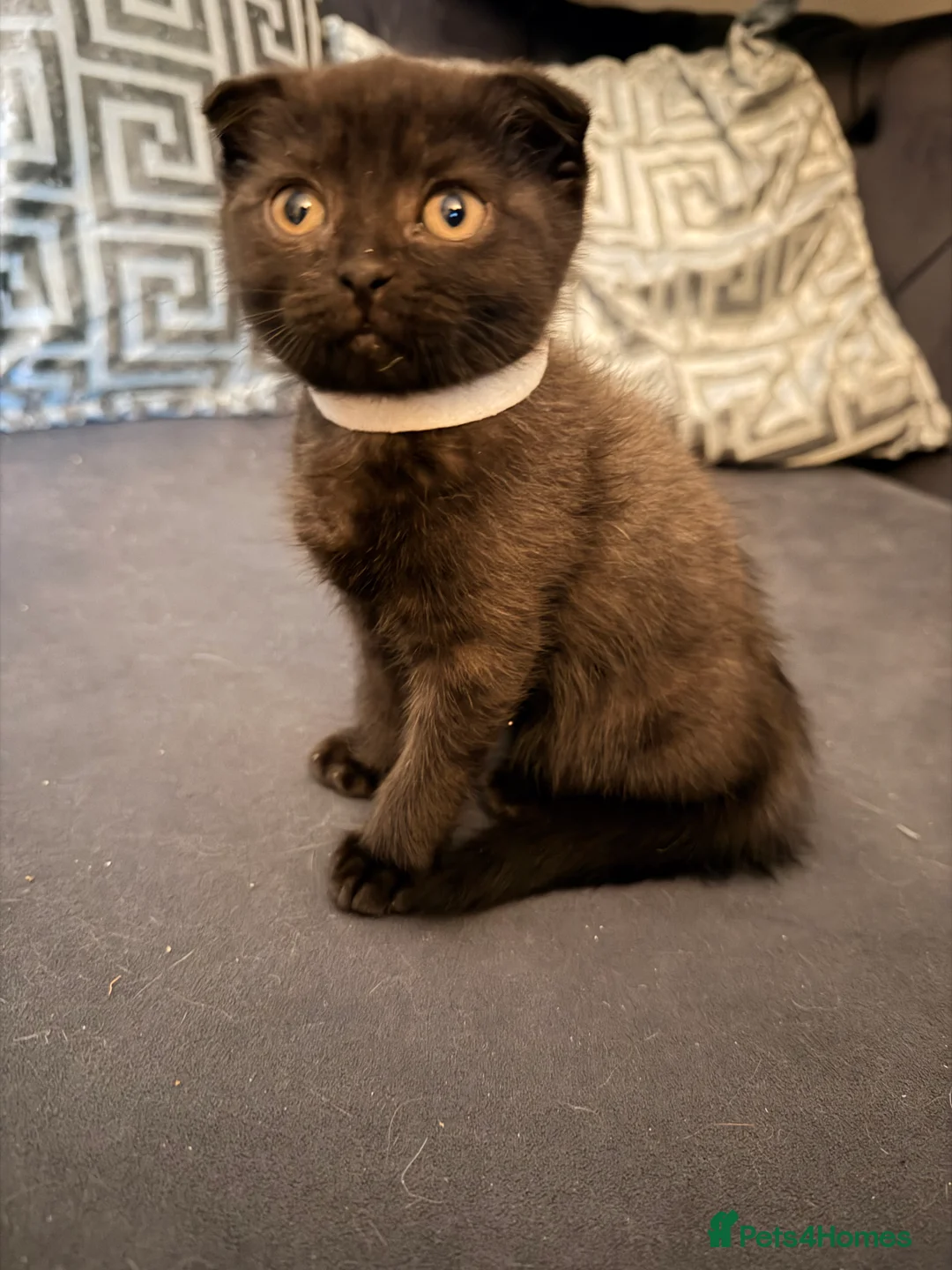 Scottish Fold cats for sale: 5 Scottish Folds for sale - Advert 6