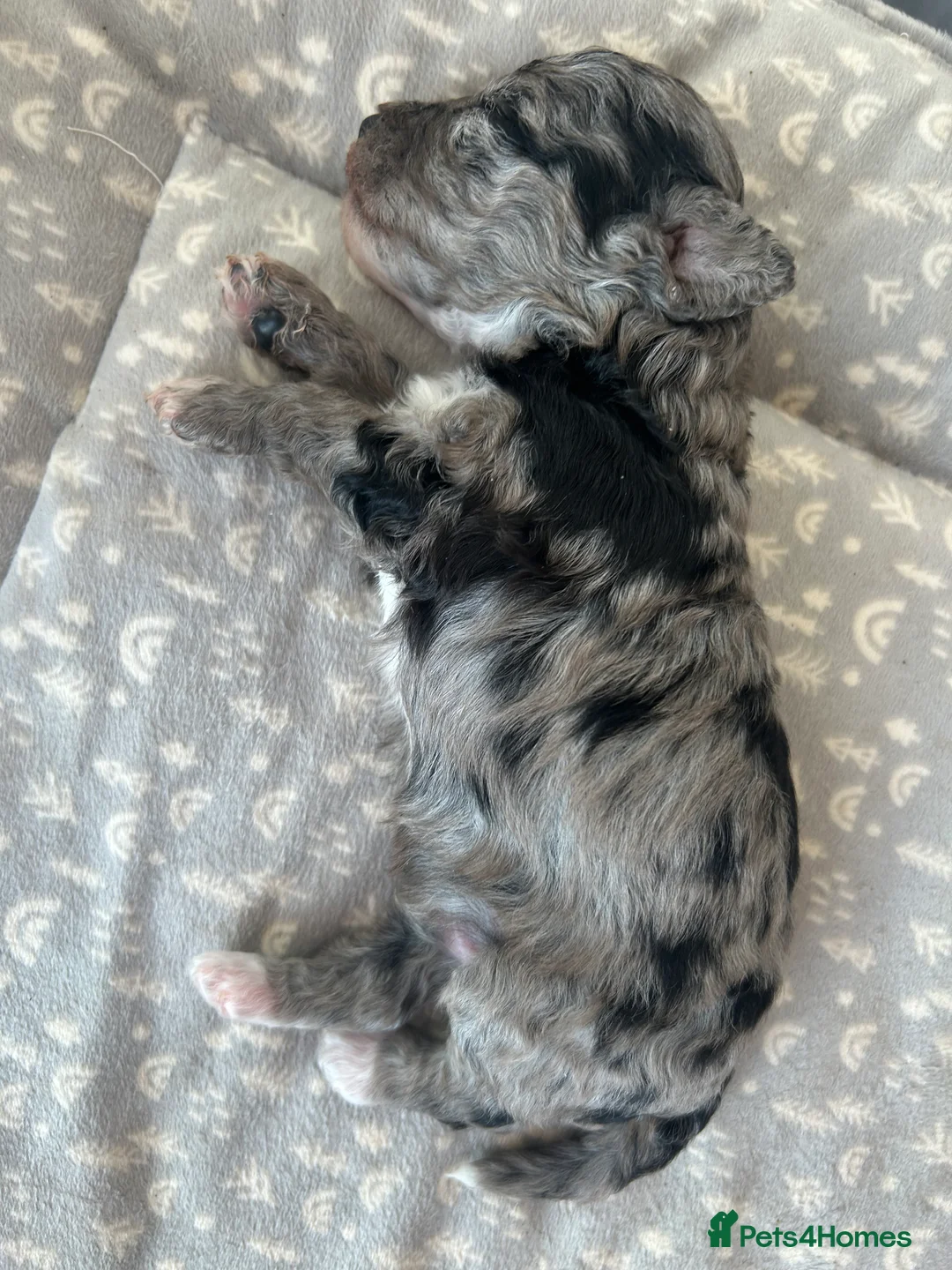 Maltipoo dogs for sale: Merle. Champagne, black pups Fully health tested in Newton Abbot - Advert 6