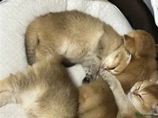 Scottish Fold cats Beautiful Scottish Kittens for Reservation 🥰 - Advert 3