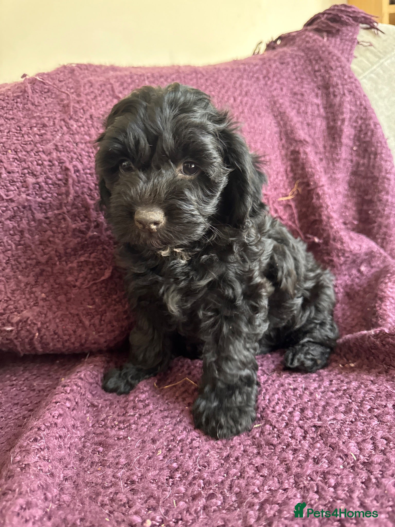 Mixed Breed dogs Springer-Poo puppies 11th August ready. - Advert 1