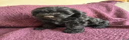 Mixed Breed dogs for sale: Springer-Poo puppies READY NOW. - Advert 1
