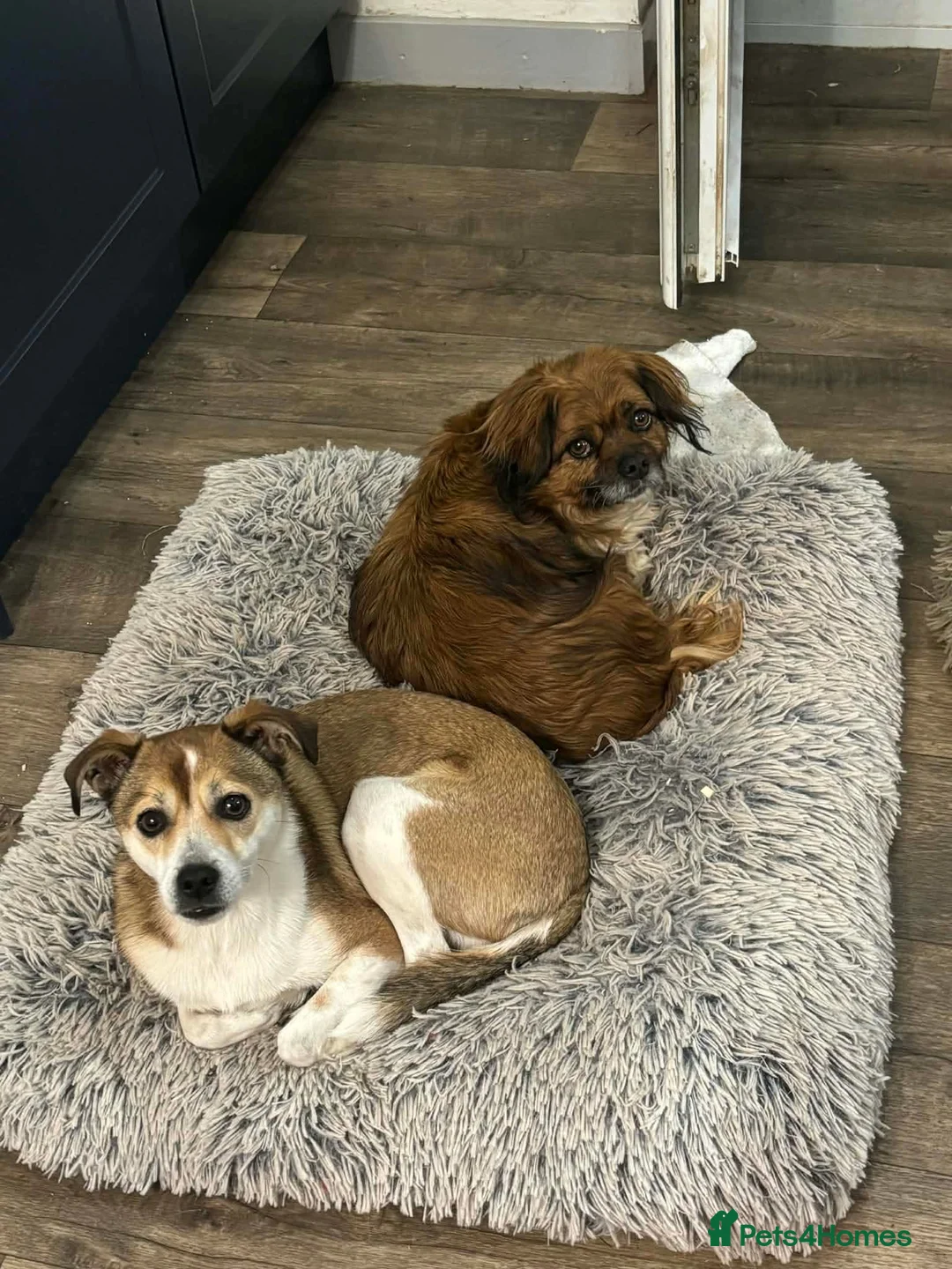 Mixed Breed dogs for adoption: Pica  in Minehead - Advert 4