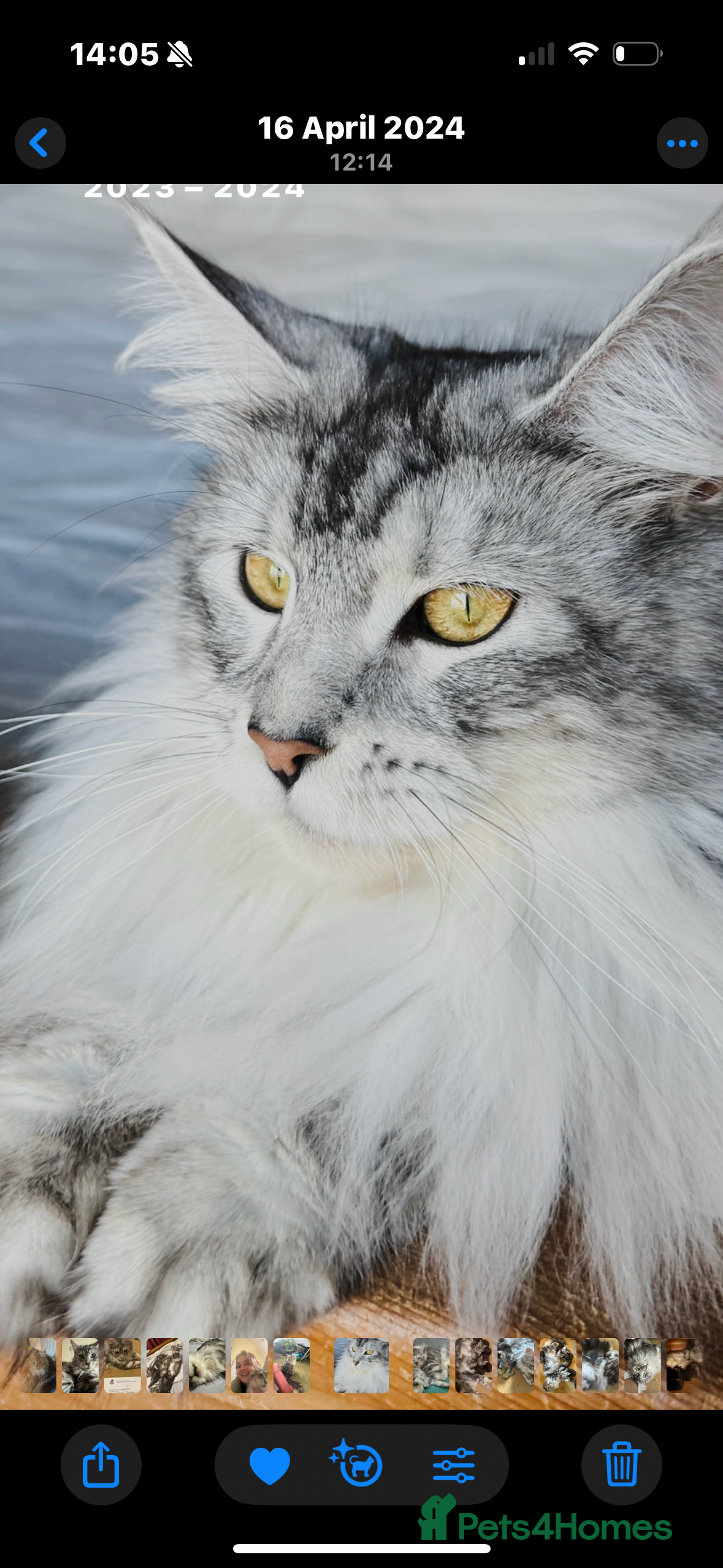 Maine Coon cats Stunning silver/black tabby MC boys available  - Advert 3