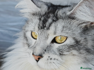 Maine Coon cats Stunning silver/black tabby MC boys available - Advert 1