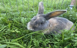 Mixed Breed rabbits for sale: Rabbit, male, 3yrs, with double hutch - Image 5