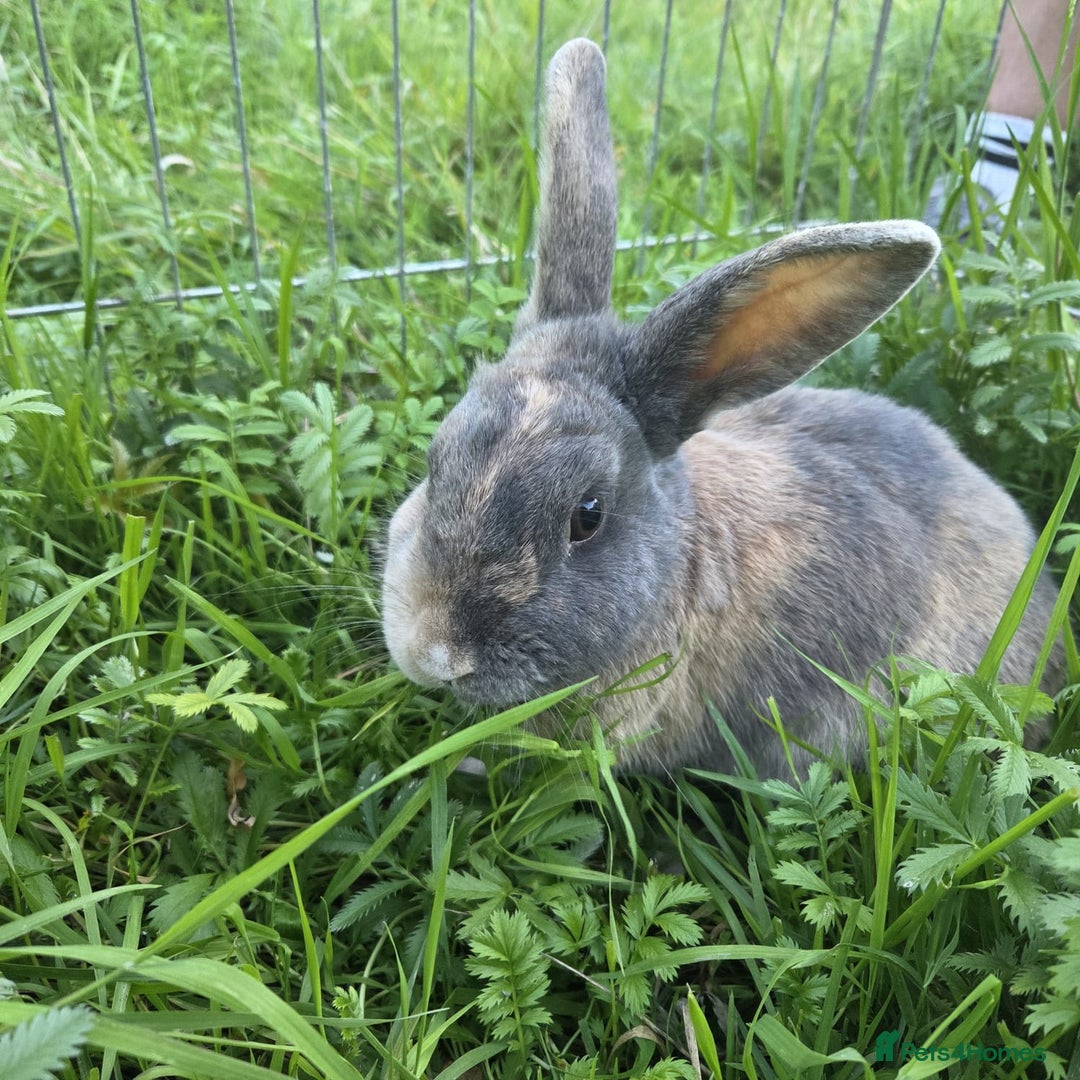 Mixed Breed rabbits for sale: Rabbit, male, 3yrs, with double hutch - Image 5