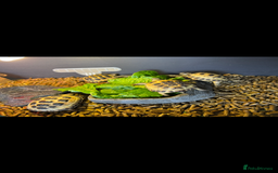 Tortoise reptiles for sale: Four Horsefield Tortoises  - Image 1