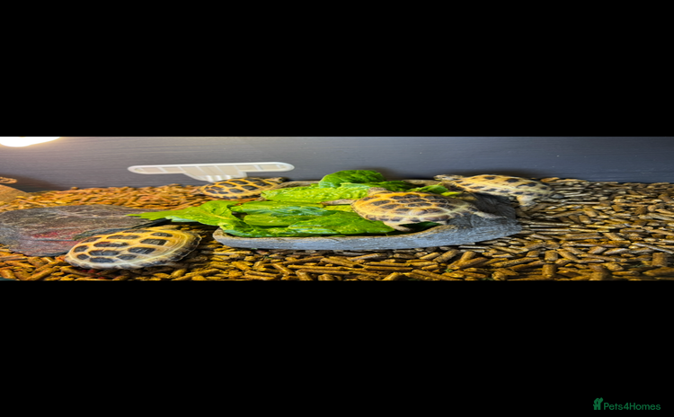 Tortoise reptiles - Advert 5