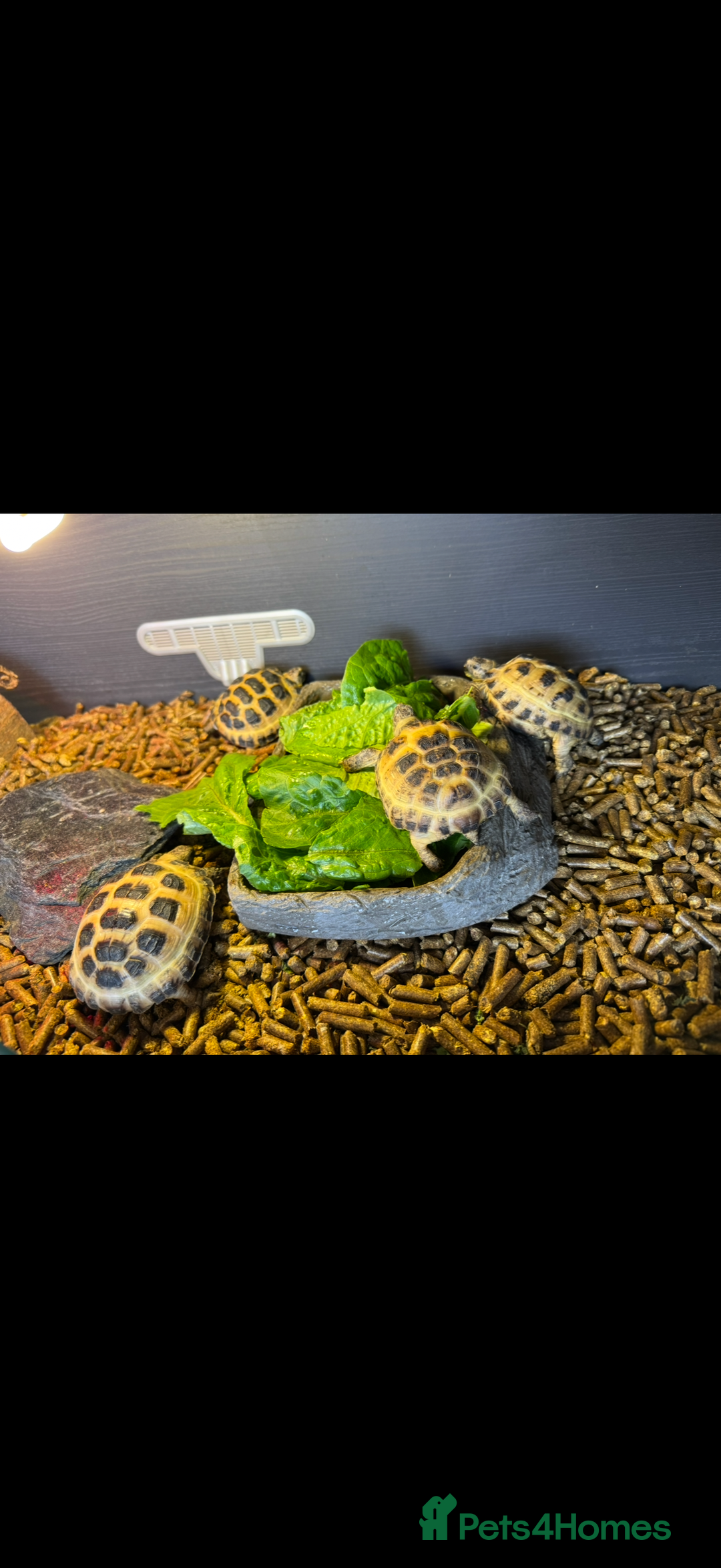 Tortoise reptiles for sale: Four Horsefield Tortoises  - Image 1