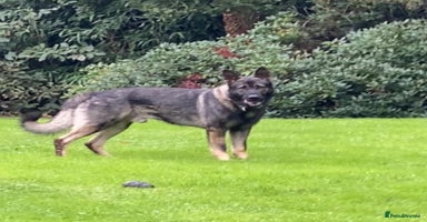 German Shepherd dogs - Advert 4