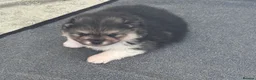 Pomeranian dogs for sale: Five beautiful fluffy Pomeranian puppies  - Advert 14