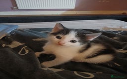 Mixed Breed cats for sale: 6 beautiful kittens - Image 6