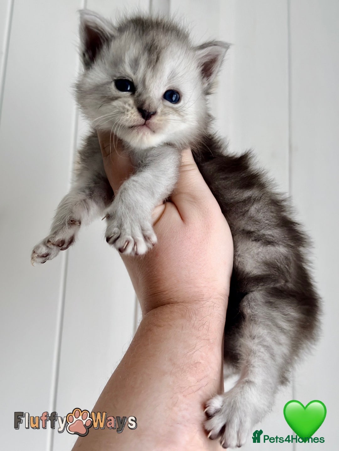Maine Coon cats for sale: 🐾💠 *TICA REG* SILVER MAINE COON KITTENS 💠🐾 - Advert 3