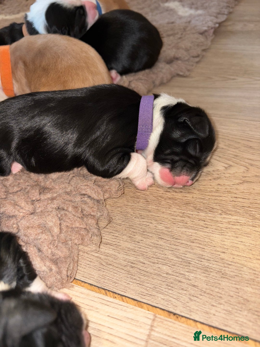 Tibetan Terrier dogs for sale: KC fully health tested exceptionally bred Tibetan  - Advert 28