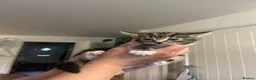 Mixed Breed cats for sale: Super fluffy kittens  in Thame - Advert 5