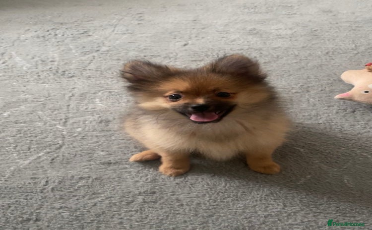 Pomeranian dogs - Advert 3