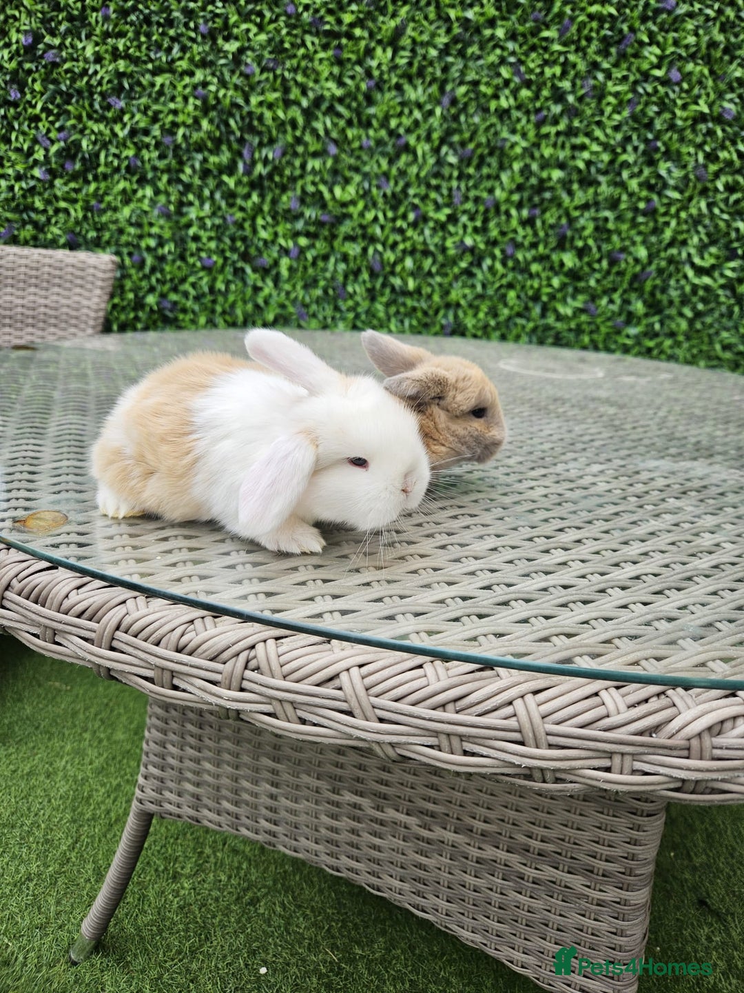 Mini Lop rabbits for sale: Pure mini lop  - Image 4