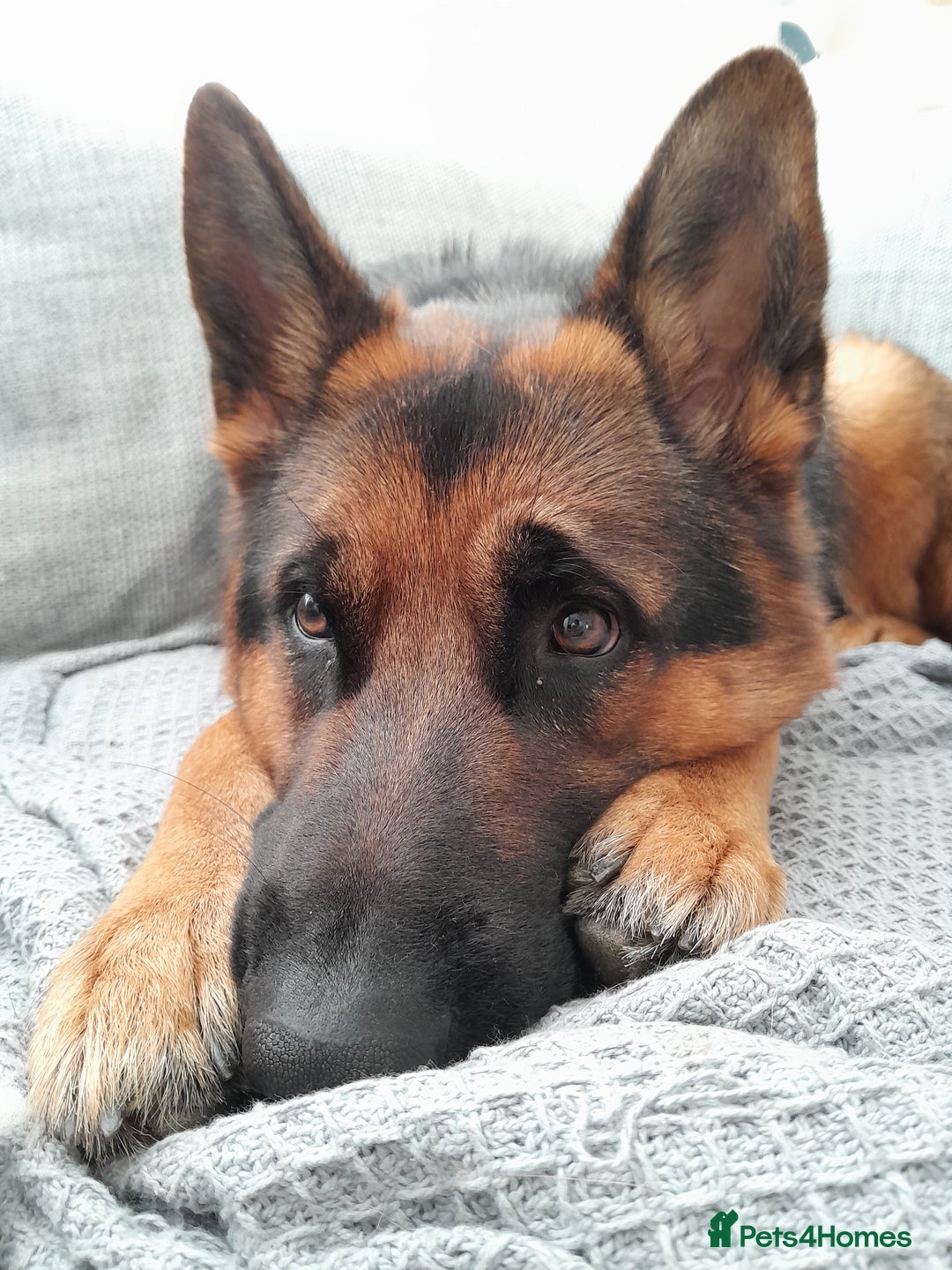 German Shepherd dogs for sale: Indie - Advert 7