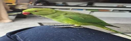 Ringnecks birds for sale: Green male Indian ringneck - Advert 2
