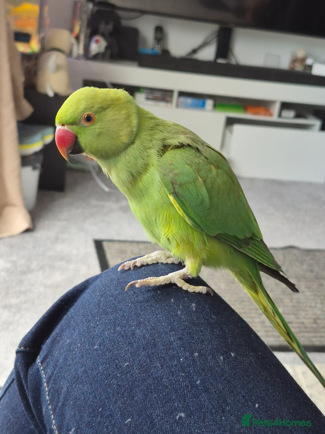 Ringnecks birds for sale: Green male Indian ringneck - Advert 2