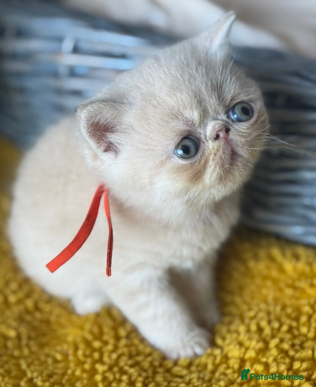 Exotic cats for sale: Superb GCCF Exotic kittens Health Tested parents - Image 19