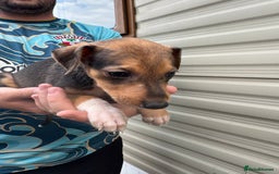 Mixed Breed dogs for sale: Beautiful puppies for sale!!!  - Image 11